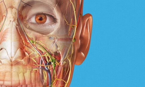 Zakaj ni potrebno obvladat anatomije, da ljudem pomagate odpravit bolečine?